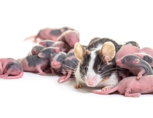 High-fat diets in mouse parents alter offspring brain development