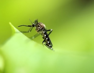 New compound shows promise as single-dose malaria treatment