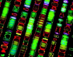 Study finds biases in tools predicting dangerous genetic mutations