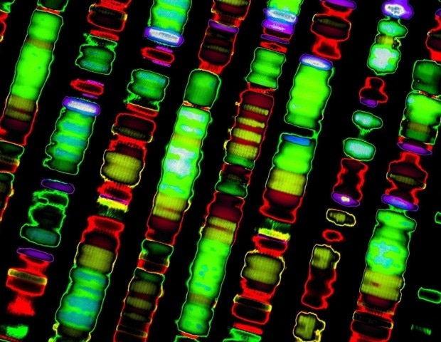 Massive study identifies genetic variants associated with five major personality traits