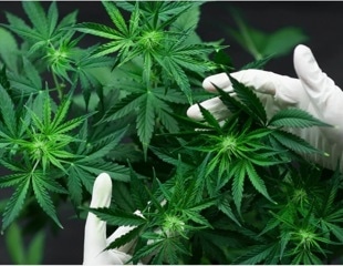 Cannabis legalization drives rising use among adults with historically lower consumption