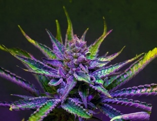 Combining cannabis edibles and alcohol significantly increases driving impairment
