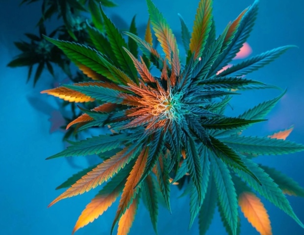 Cannabis legalization may lead to a decline in daily opioid use