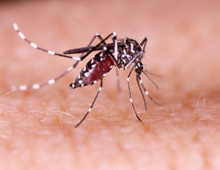 Plant-based mosquito repellent offers effective alternative to DEET lotions
