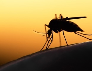 Plant-based mosquito repellent offers effective alternative to DEET lotions