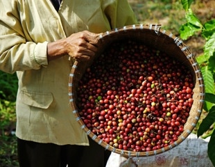 Daily coffee linked to lower risk of irregular heart rhythm episode in AFib patients