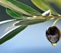 Study questions authenticity of avocado oil in processed foods