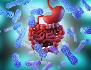 Gut bacteria use formic acid as an electron taxi