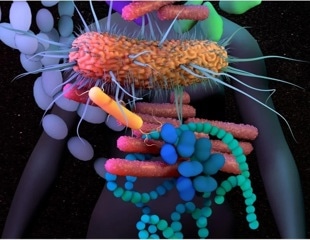 Gut bacteria use formic acid as an electron taxi