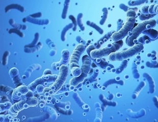 Genetically modified bacteria create protective shield against Salmonella attacks