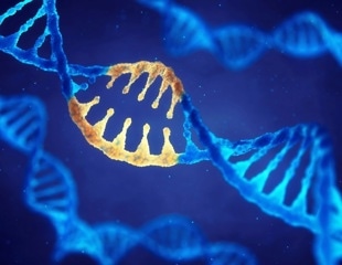 Study maps how NF-κB regulates gene expression in cells