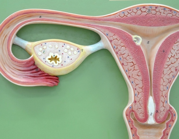 Cyclana Bio granted Health Research Authority approval and recruits first patients for clinical observational study in endometriosis