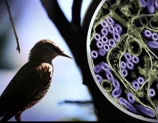 Global Virus Network monitors spreading avian influenza in Australian mammals