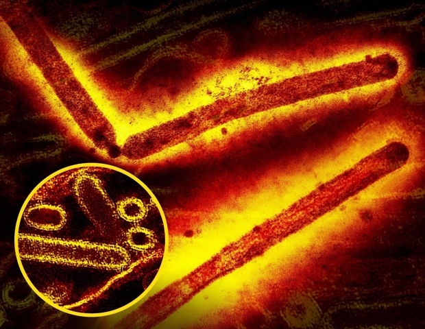Global Virus Network monitors spreading avian influenza in Australian mammals