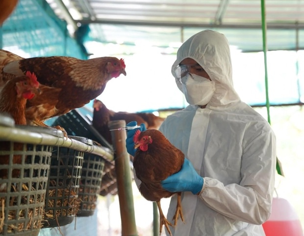 Global Virus Network monitors spreading avian influenza in Australian mammals