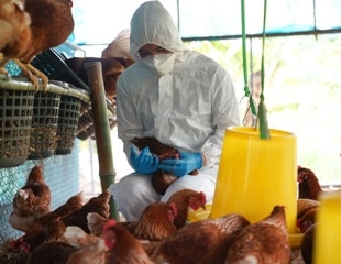 Global Virus Network monitors spreading avian influenza in Australian mammals