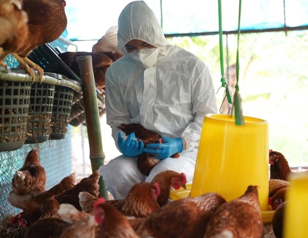 Global Virus Network monitors spreading avian influenza in Australian mammals