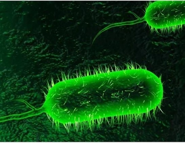 A high-protein diet shows strong anti-cholera effects