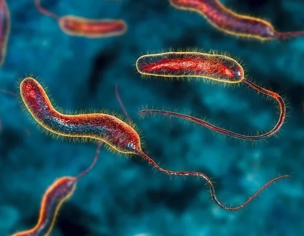 A high-protein diet shows strong anti-cholera effects