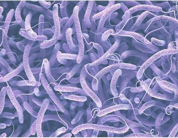Scientists reveal how cholera bacteria activate toxin genes in the human gut