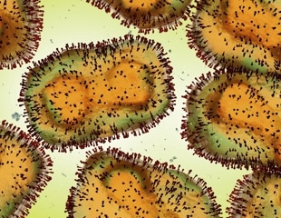Researchers validate Mpox antibody test during outbreak in Rwanda